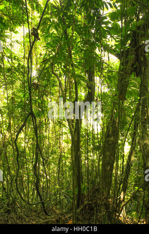 Wunderschöne Natur Hintergrundbild von üppigem Grün an Bäumen im tropischen Regenwald von Puerto Rico. Stockfoto