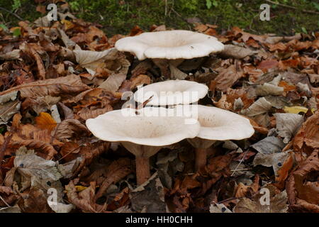 Clitocybe Geotropa (Trooping Trichter) Stockfoto