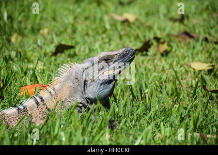 Leguan in der Wiese in der Sonne aufwärmen Stockfoto