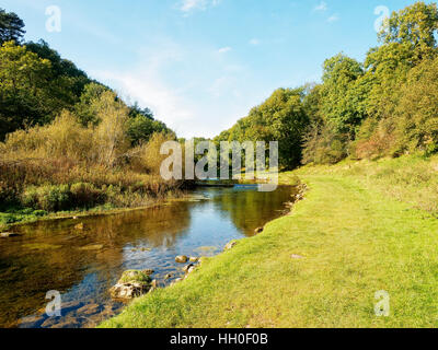 An einem hellen Herbstmorgen fließt der Fluß Lathkill zwischen den Bäumen und Rasen Ufer des Lathkill Dale, in der Nähe von über Haddon, Derbyshire. Stockfoto