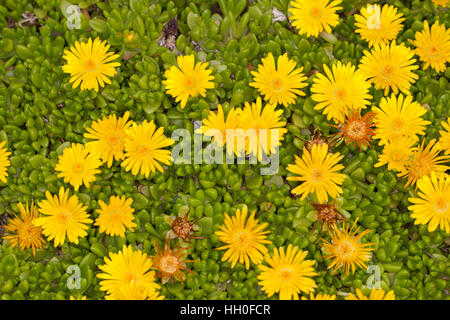 Lesotho-Mittagsblume, Lesotho-Stauden-Mittagsblume, Mittagsblume, Delosperma Nubigenum, gelbe Ice-Werk Stockfoto