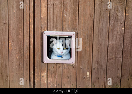 Schwarz / weiß Hauskatze Blick durch die Katzenklappe in großen Holztür Milton Cambridge Cambridgeshire England UK 2017 Stockfoto