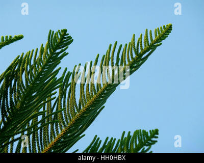 Araukarie Columnaris, Cook Pine Tree Green verlässt gegen Bright Blue Sky Stockfoto