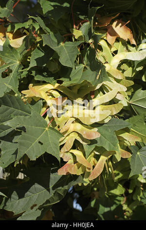 Spitz-Ahorn Acer Platanoides Obst Stockfoto