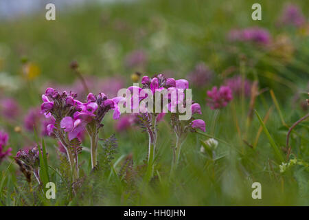 Verticillate Läusekräuter Pedicularis Verticillata Plateau de Beurre Vercors RegionalNatural Park Vercors Frankreich Stockfoto