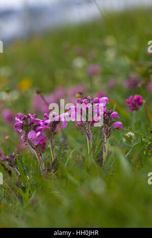 Verticillate Läusekräuter Pedicularis Verticillata Plateau de Beurre Vercors RegionalNatural Park Vercors Frankreich Stockfoto