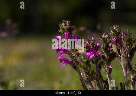 Verticillate Läusekräuter Pedicularis Verticillata Hauts Plateaux Reserve Vercors regionalen natürlichen Parks Vercors Frankreich Stockfoto