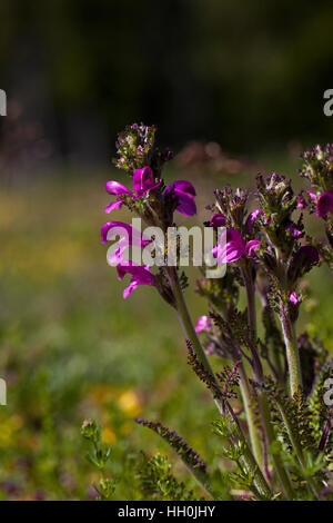 Verticillate Läusekräuter Pedicularis Verticillata Hauts Plateaux Reserve Vercors regionalen natürlichen Parks Vercors Frankreich Stockfoto