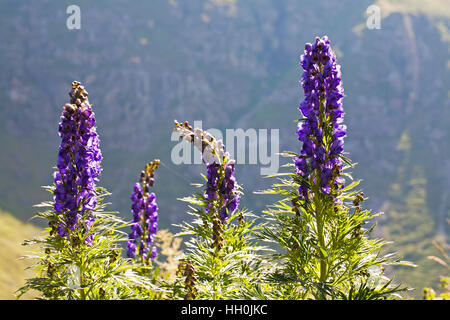 Gemeinsamen Eisenhut Aconitum Napellus neben der Straße an den Cirque de Troumouse Nationalpark Pyrenäen Frankreich Juli 2015 Stockfoto