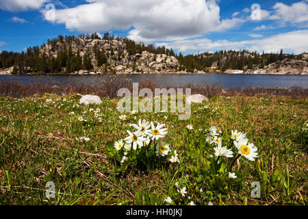 White Marsh Marigold Caltha Leptosepala neben langen See Wyoming USA Juni 2015 Stockfoto