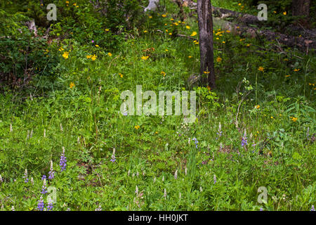 Wilde Lupinen Lupinus Perennis am Straßenrand Grenzen Montana USA Juni 2015 Stockfoto