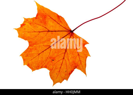 Spitz-Ahorn Acer Platanoides einzelne Blatt auf Lightbox Ringwood Hampshire England UK Oktober 2015 Stockfoto