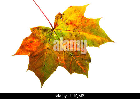 Spitz-Ahorn Acer Platanoides einzelne Blatt auf Lightbox Ringwood Hampshire England UK Oktober 2015 Stockfoto