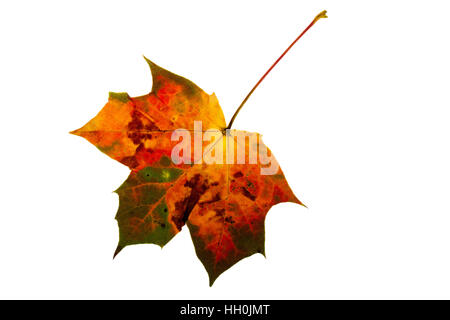 Spitz-Ahorn Acer Platanoides einzelne Blatt auf Lightbox Ringwood Hampshire England UK Oktober 2015 Stockfoto