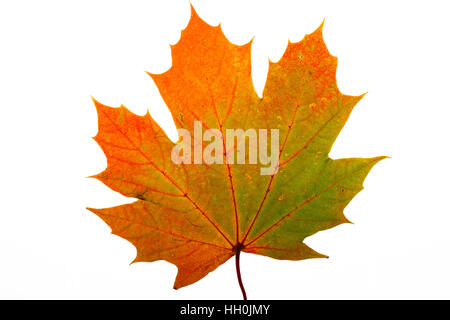 Spitz-Ahorn Acer Platanoides einzelne Blatt auf Lightbox Ringwood Hampshire England UK Oktober 2015 Stockfoto