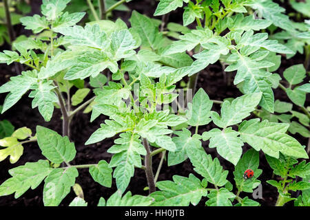 Wachsen im Garten Jungpflanzen Tomaten mit grünen Blättern. Stockfoto
