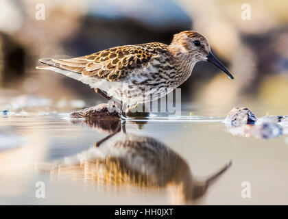 Alpenstrandläufer (Calidris Alpina) Stockfoto