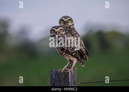 Burrowing Owls Zuchtpaar thront auf Post in Brasilien Stockfoto