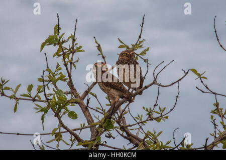 Burrowing Owls thront im Baum in Brasilien Stockfoto