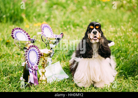 American Cocker Spaniel Hund sitzt auf dem grünen Rasen neben drei Tassen gewann die Hundeausstellung. Sonnigen Sommertag. Sieger der Zuchtschau. Stockfoto