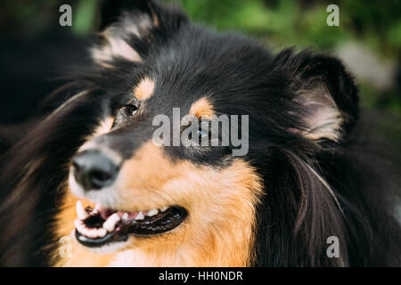 Porträt von starrte Tricolor Rough Collie, schottischer Collie, langhaariger Collie, englische Collie Lassie Erwachsenen Hund mit angelehnt Backen zu schließen Stockfoto