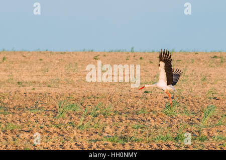 Erwachsenen europäischen Weißstorch ausziehen aus landwirtschaftlichen Bereich In Belarus. Stockfoto