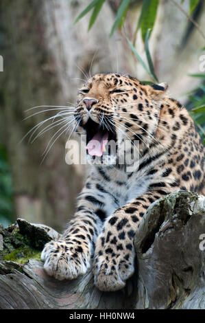Amur-Leopard, Panthera Pardus Orientalis, Süd-Ost-Russland, Captive, Zoo, Stockfoto