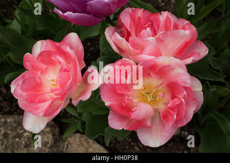 Rosa Tulpen mit Spülungen Creme (Tulipa 'Angélique') Stockfoto