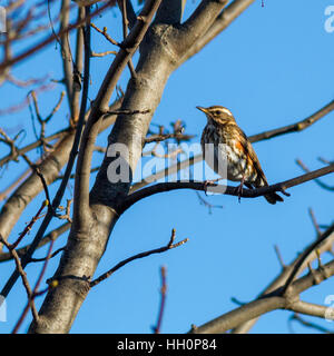 Ein Migrant Rotdrossel thront auf einem Baum in der Mitte des Ilkley, Yorkshire, Großbritannien Stockfoto