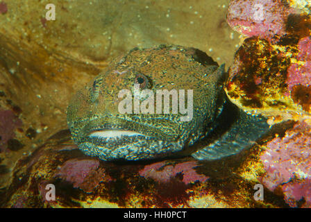 Cabezon (Scorpaenichthys Marmoratus), Oregon Coast Aquarium, Newport, Oregon Stockfoto