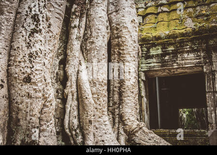 Nahaufnahme der Wurzel Ta Promh Tempel, Angkor, Kambodscha Stockfoto