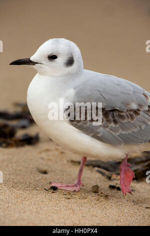 Bonapartes Gull (Chroicocephalus Philadelphia), Josephine Young Memorial Park, Lincoln City, Oregon Stockfoto