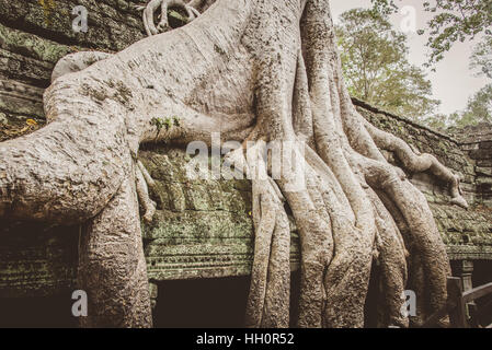 Kapok Baumwurzeln wachsen um Tempel in Ta Promh, Kambodscha von Angkor Stockfoto