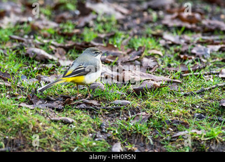 Graue Bachstelze (Motacilla Cinerea) auf Nahrungssuche in Laubstreu am Rande eines Teiches. Stockfoto