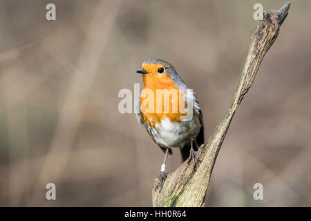 Rotkehlchen (Erithacus Rubecula) thront auf einem Zweig. Dieses Individuum worden beringt (= gebändert in Nordamerika) Stockfoto