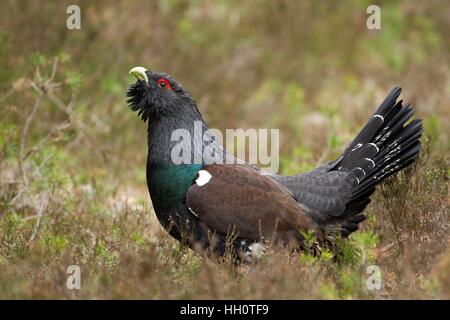 Männlichen Auerhahn in Heide anzeigen Stockfoto