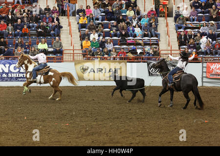 Junge High School Rodeo-Reiter teilnehmen an das Kalb roping Wettbewerb in der Pennsylvania Farm Show große Arena. Stockfoto