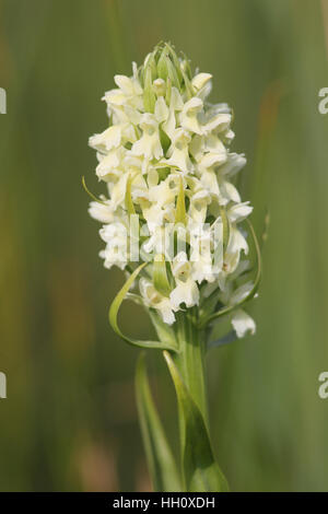 Frühe Knabenkraut (Dactylorhiza Wurzelsud Ochroleuca), eine extrem seltene Unterart am Standort nur UK Stockfoto