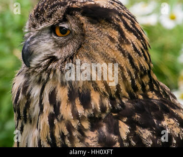 Close - Up der ein europäischer Uhu Stockfoto