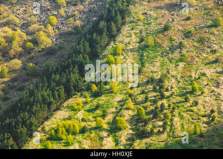 Grünen Mischwald wächst auf einem Hügel-Berg In der Sommersaison In Kasbegi District, Mzcheta-Mtianeti Region, Georgia, Draufsicht, Luftbild. Stockfoto