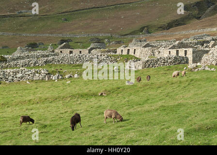 Soay Schafe grasen auf Hirta Dorf, Moscow, äußeren Hebriden, Schottland, Vereinigtes Königreich Stockfoto