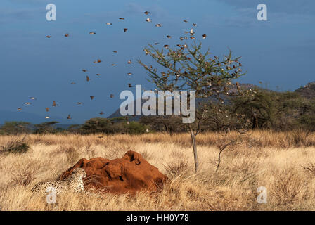 Gepard ruht neben Hügel Stockfoto