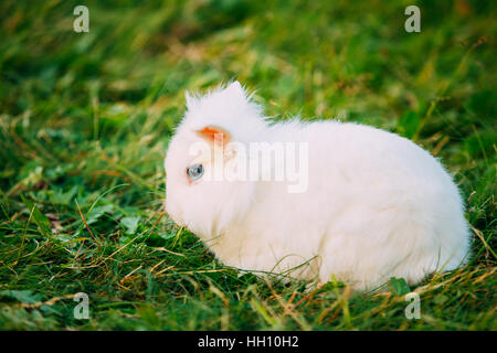 Profil der niedliche Zwerg hängeohrigen dekorative Miniatur schneeweißen flauschige Kaninchen Hase Mischling mit blauen Augen sitzen In hellen grünen Rasen In der Nähe Stockfoto