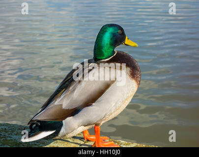 Stockente Stockfoto