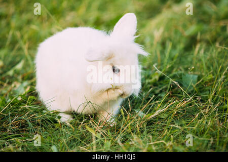 Profil der niedliche Zwerg hängeohrigen dekorative Miniatur schneeweißen flauschige Kaninchen Hase Mischling mit blauen Augen sitzen In hellen grünen Rasen In der Nähe Stockfoto