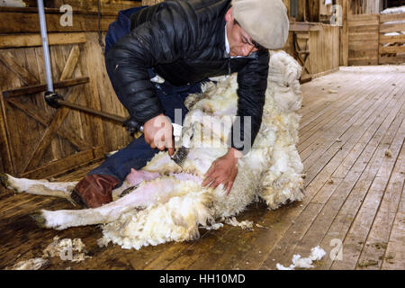 Sheep Shearing auf einem Bauernhof Stockfoto