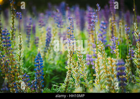 Mix aus blühenden und übertrieben Wildblumen Lupine mit Seed Pods im Sommer Wiese Feld im Frühjahr Sommer. Lupinus, Lupinen, Lupine, ist die Gattung der Zubereitung Stockfoto