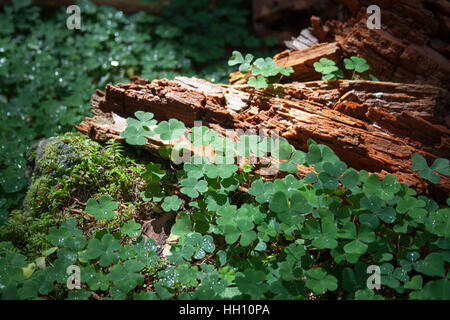 Holzschnauze (Oxalis acetosella) und Moos auf einem verfaulten Holz mit funkelnden Tauptröpfchen in einem Sonnenstrahl, gesehen beim Aufstieg von Lofthus nach Nosi. Stockfoto