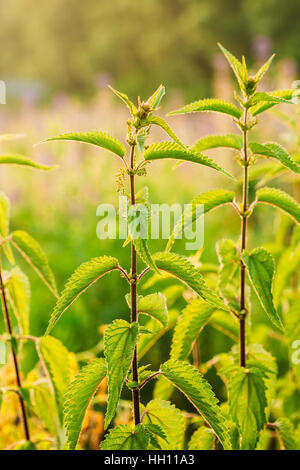 Die Zweige der Wildpflanze Brennnessel oder Brennnessel Urtica Dioica im Sommer Frühling Wiese Feld bei Sonnenuntergang Sonnenaufgang. Hautnah. Stockfoto