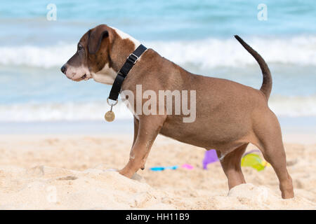 Koa der Hund Hund spielen am Strand Stockfoto